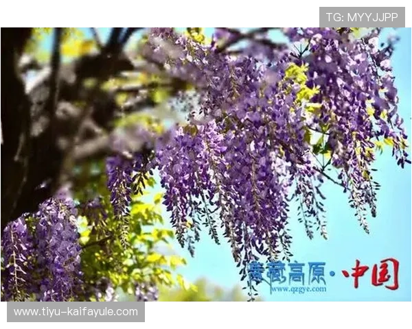 凯发娱乐注册登录入口:登录入口常见问题及解决方案全解析 凯发娱乐注册登录入口:登录入口常见问题及解决方案全解析